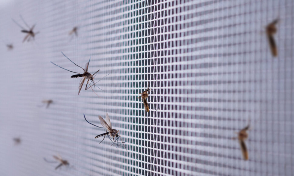 Uodai ant apsauginio tinklelio