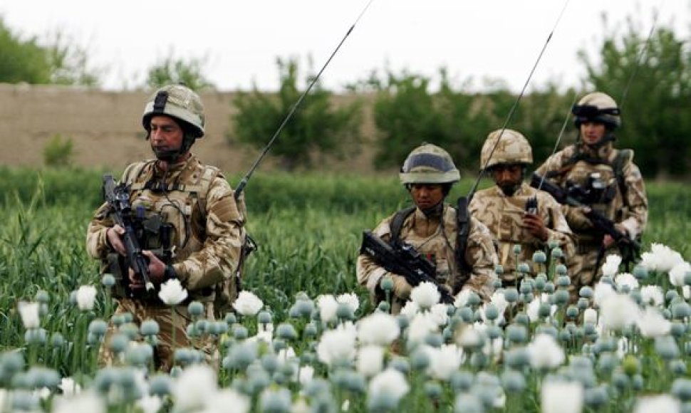 Britų kariai patruliuoja Afganistano aguonų lauke.