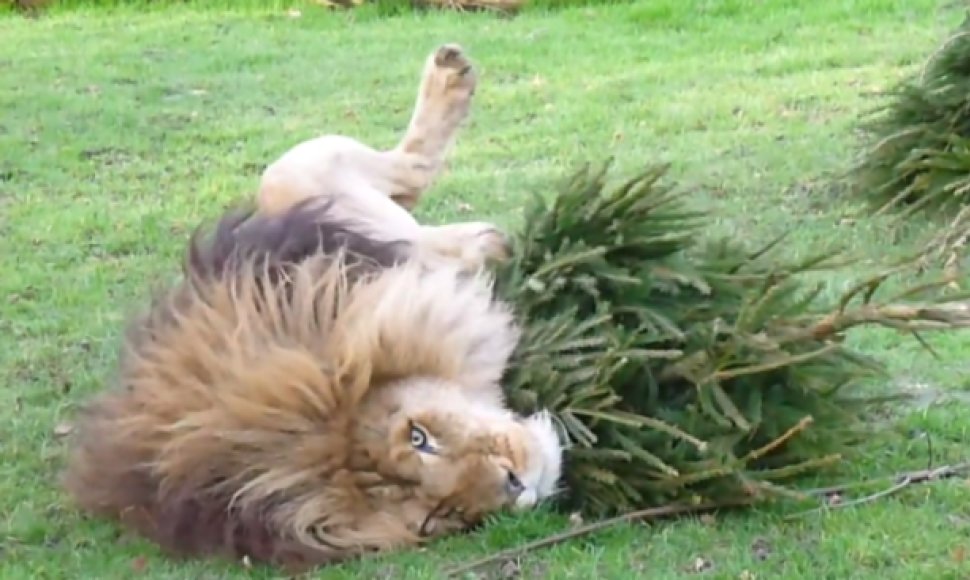 Lintono zoologijos sodo liūtas džiaugiasi Kalėdų egle
