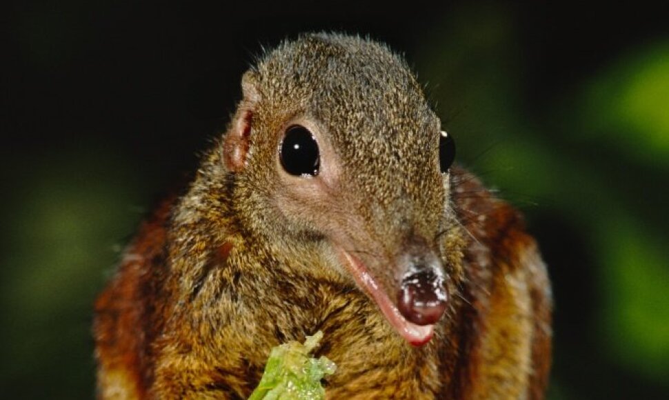Tupaja