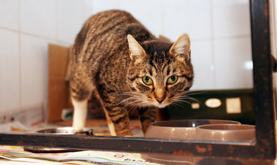 Kauno gyvūnų globos namuose „Nuaras“ (Šv. Gertrūdos 46) beglobės katės laukia naujų šeimininkų