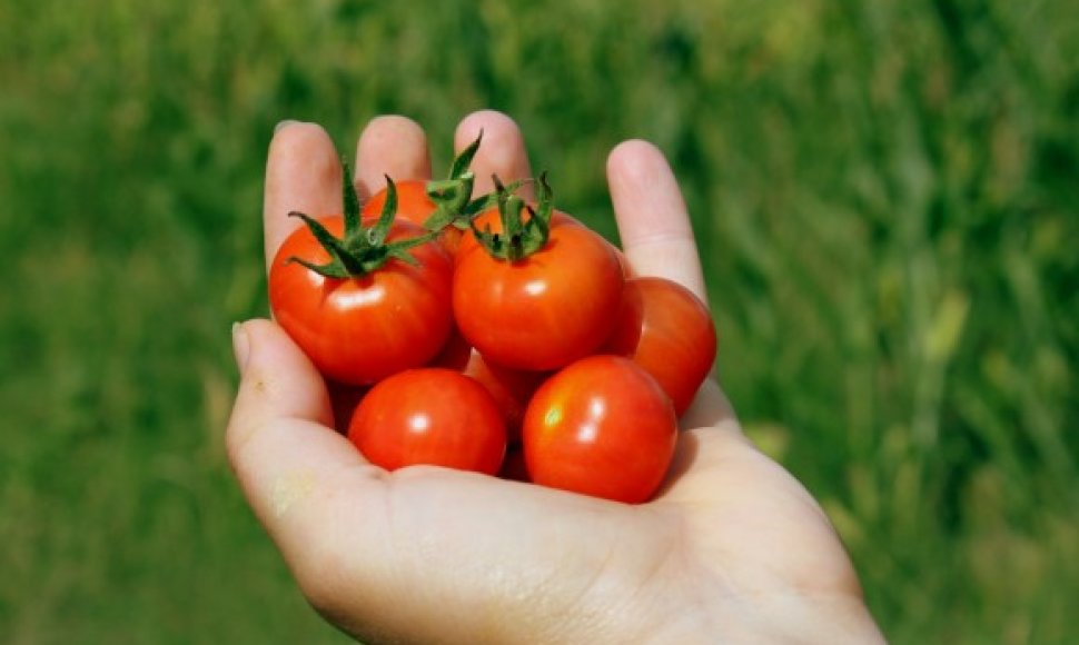 Pomidorai grožiui