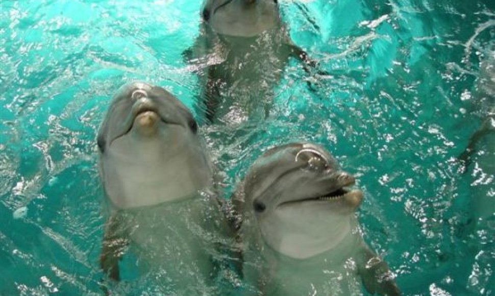 Jūrų muziejus neketina atiduoti delfinų. 