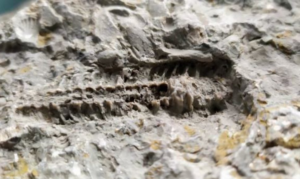 Fosilijos leidžia tyrinėti praeityje egzistavusius gyvūnus