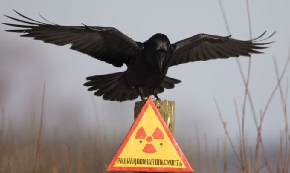 Paukštis netoli Černobylio