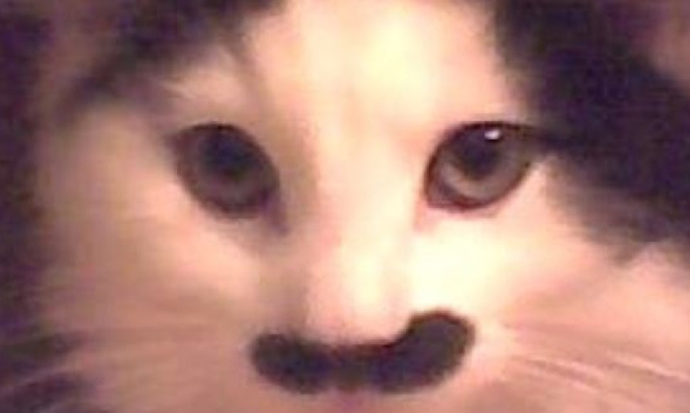 Į Hitlerį panašus katinas