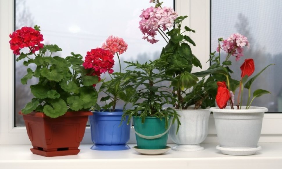 Dalis kambarinių augalų ne tik puošia patalpas, bet ir švarina orą.