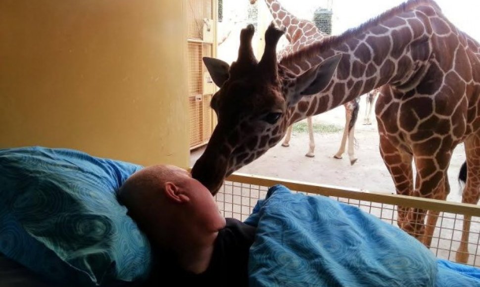 Nuo vėžio mirštančiam zoologijos sodo darbuotojui – paskutinis žirafos bučinys