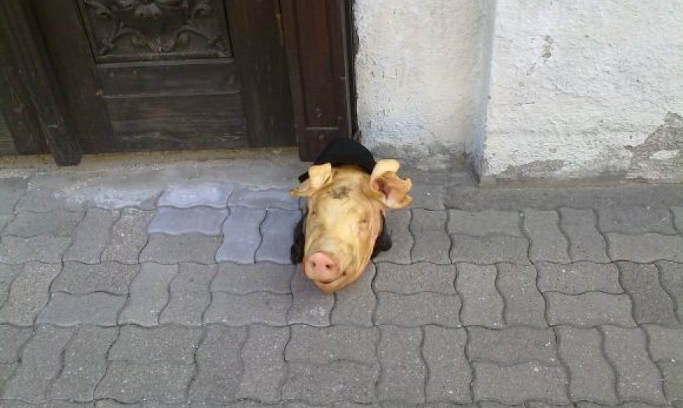 Prie Kauno sinagogos palikta kiaulės galva.
