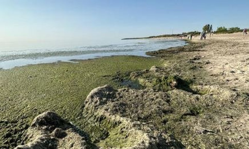 Štai taip šiomis dienomis atrodo Pirmosios Melnragės jūros pakrantė. Tiek vaizdelis, tiek kvapas – nekokie, o apie maudynes net pagalvoti nesinori.