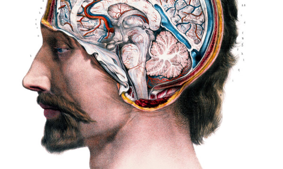 Mokslininkai šimtmečius studijavo smegenis, tačiau iki XIX a. pradžios jie galėjo išskirti tik plika akimi matomas sritis. Su naujomis technologijomis mokslininkams pavyksta prasiskverbti iki nematomų smegenų dalių.