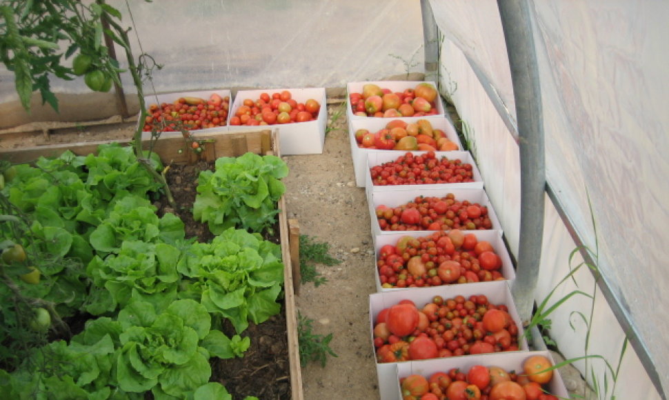 Ilzenbergo ūkio pomidorai