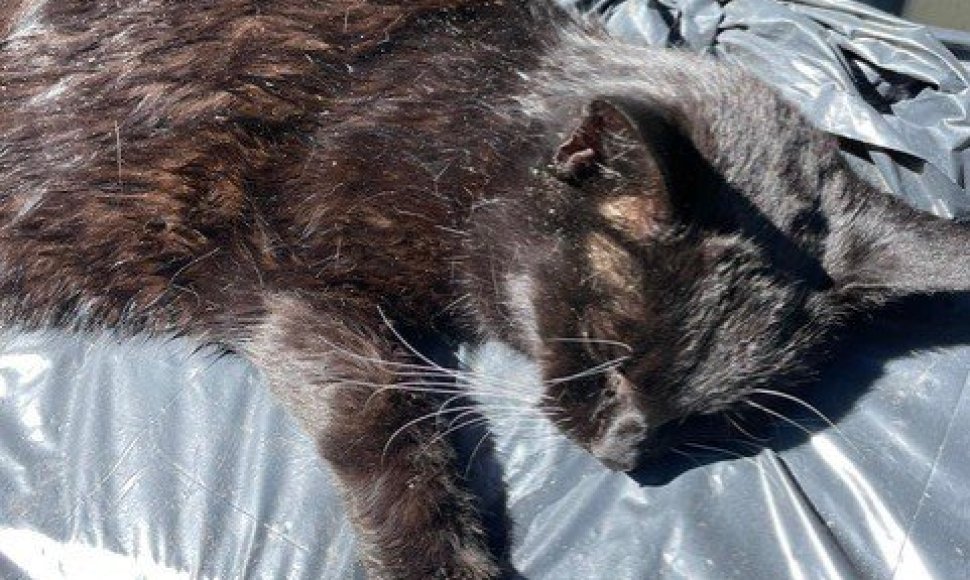 Kunigiškėse, gyventojų teigimu, per pastarąją savaitę krito septiniolika kačių.