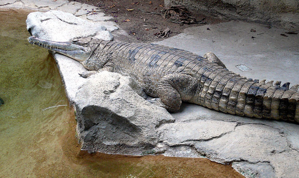 Gavialinis krokodilas