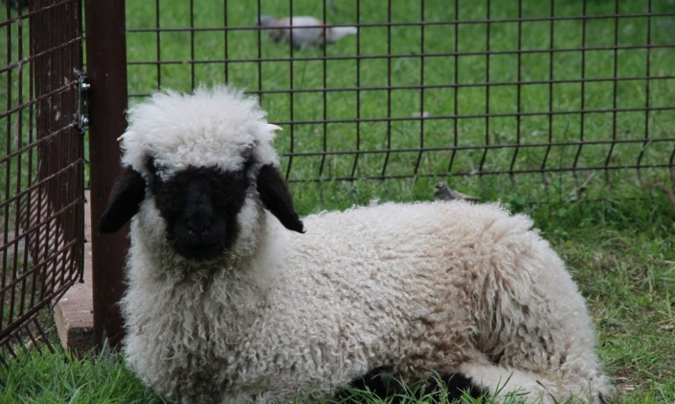 Lietuvos zoologijos sode apsigyveno juodanosė avis iš Šveicarijos