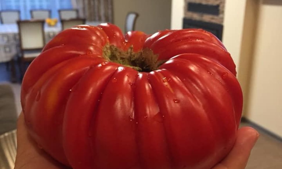 Kaunietės Dainos užaugintas pomidoras