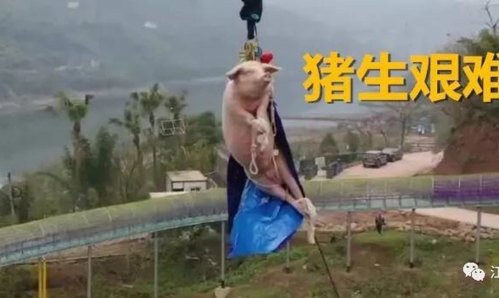 Kinijos pramogų parkas įsiutino žmones – kiaulę su guma numetė nuo bokšto