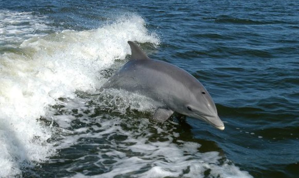 Delfinas laisvėje