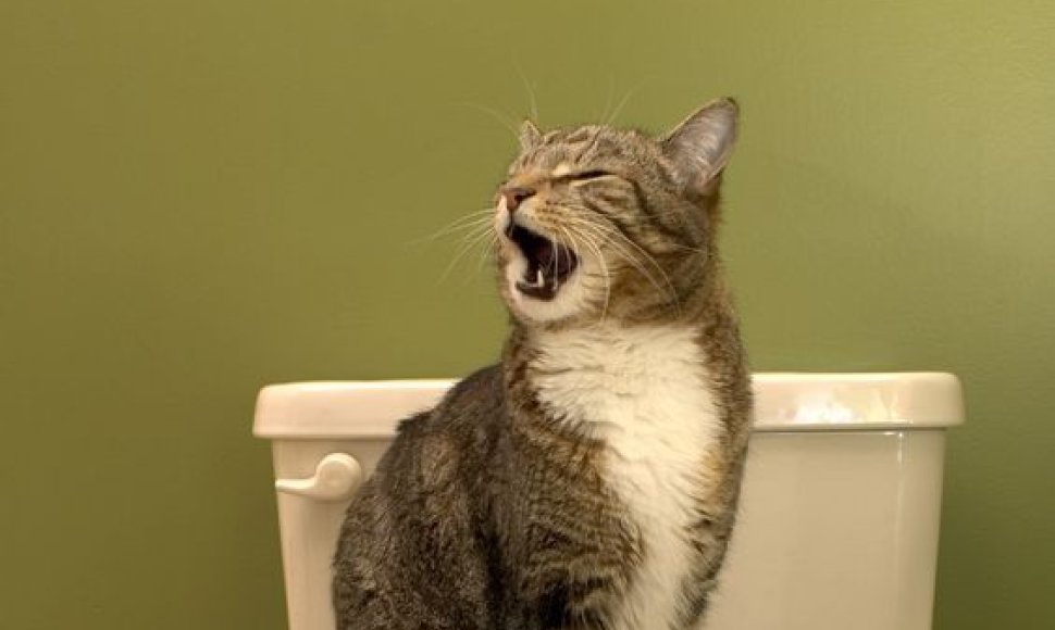 Kai kurios katės naudojasi ir žmonių tualetais.