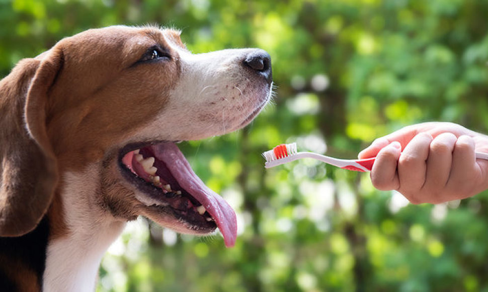 Šunų ir kačių dantų priežiūra