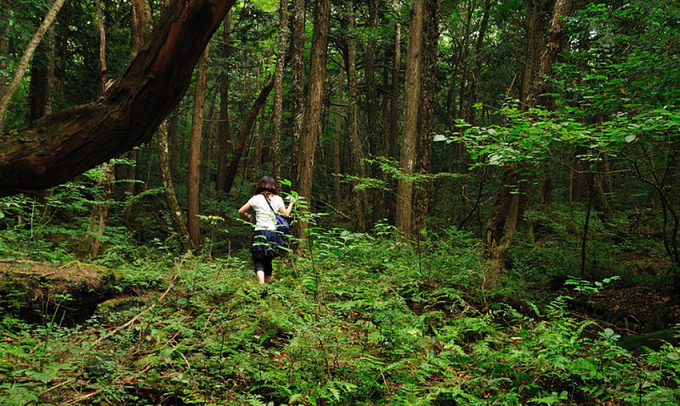 Aokigaharos miškas (Liūdnųjų medžių jūra)