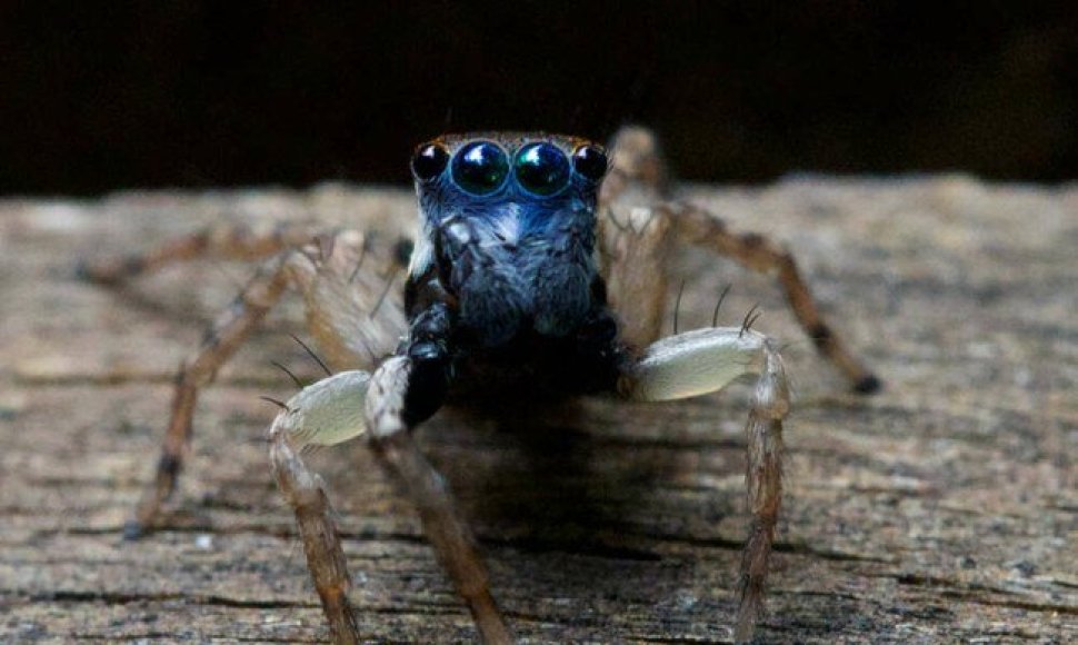 Australijoje atrasta nauja mažyčių mėlynakių šokliavorių rūšis