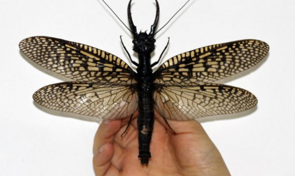 Didžiausio pasaulyje vandens vabzdžio Megaloptera ilgis išskleidus sparnus siekia 21 cm