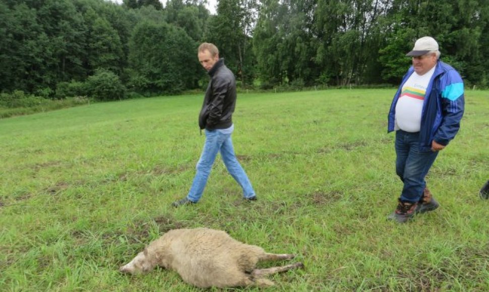 Rokiškio rajone papjauta avis