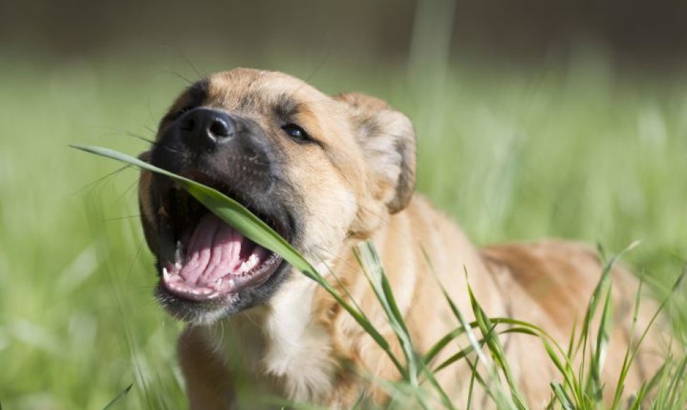 Šuo valgo žolę