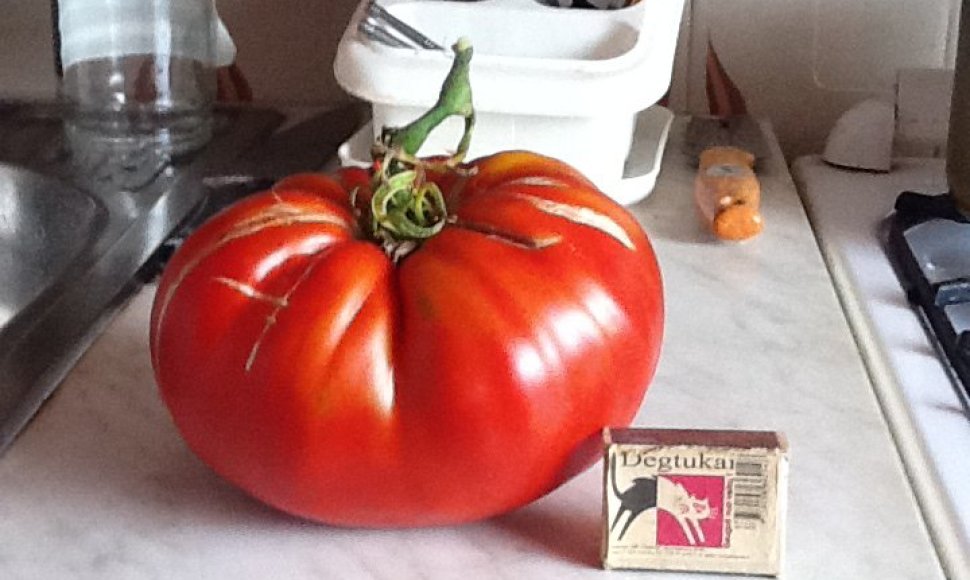 Pomidoras svėrė daugiau nei 1 kilogramą