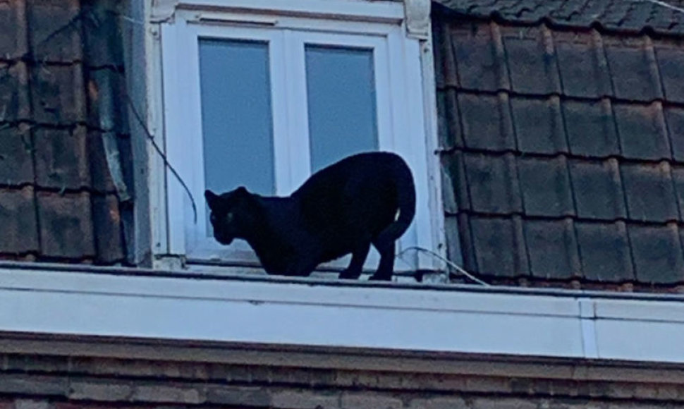 Prancūzijoje, Lilyje, sugauta ant namų stogų klaidžiojusi juodoji pantera