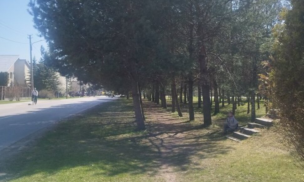 Medžiai šalia gatvės Balsiuose