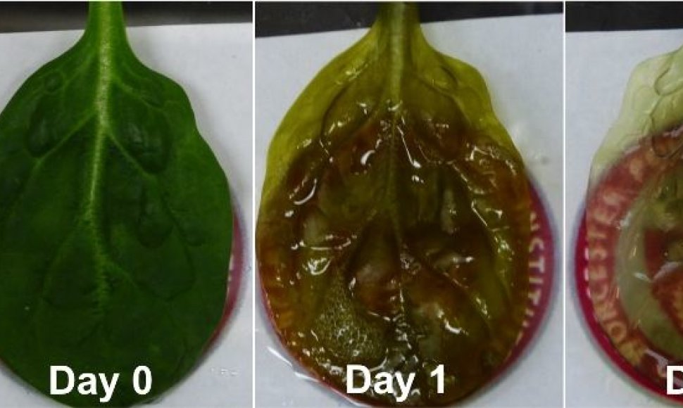 Špinato lapo transformacijai į širdies auginimui tinkamą audinį