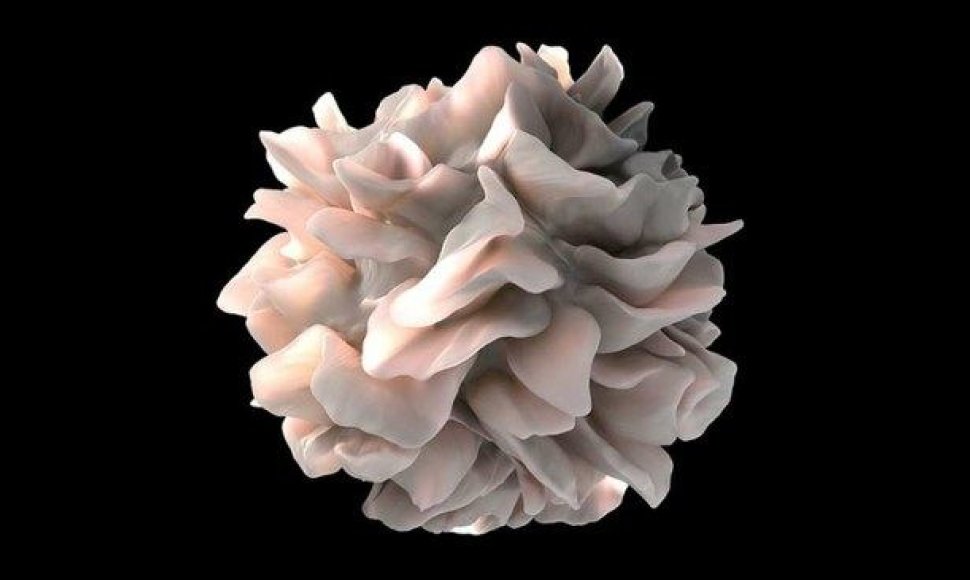 Dendritinė ląstelė
