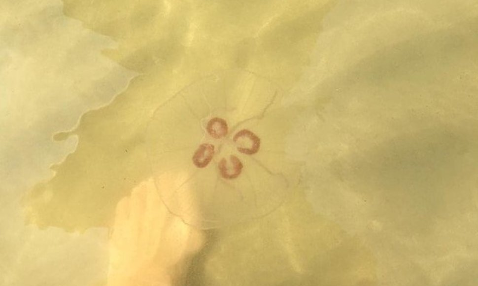 Aurelia aurita medūzos kasmet pastebimos mūsų pakrantėse.