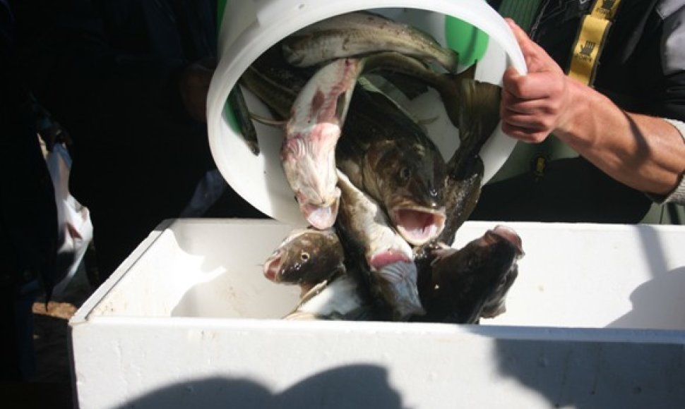 Sveriama dalyvių sugauta žuvis. 2010 m.  rugsėjo 25 d.