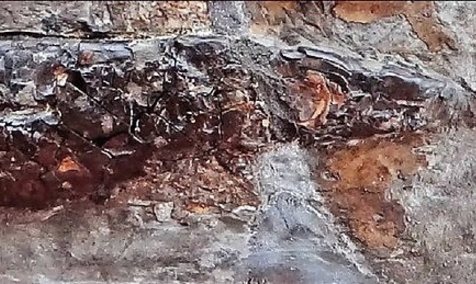 Fosilizuotas kalmaro kūnas