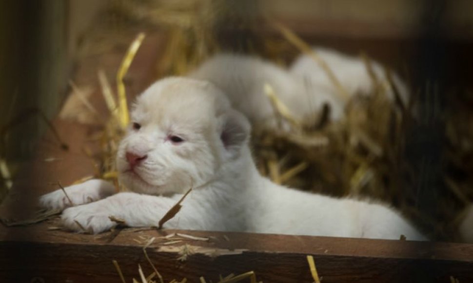 Lenkijos Borysevo zoologijos sode pasaulį išvydo trys baltieji liūtukai.