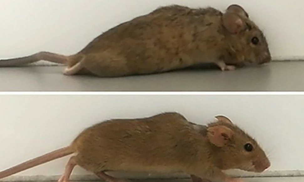 Dėl nugaros smegenų sutraiškymo paralyžiuota pelė vaikščioti pradėjo vos po vienos pelės