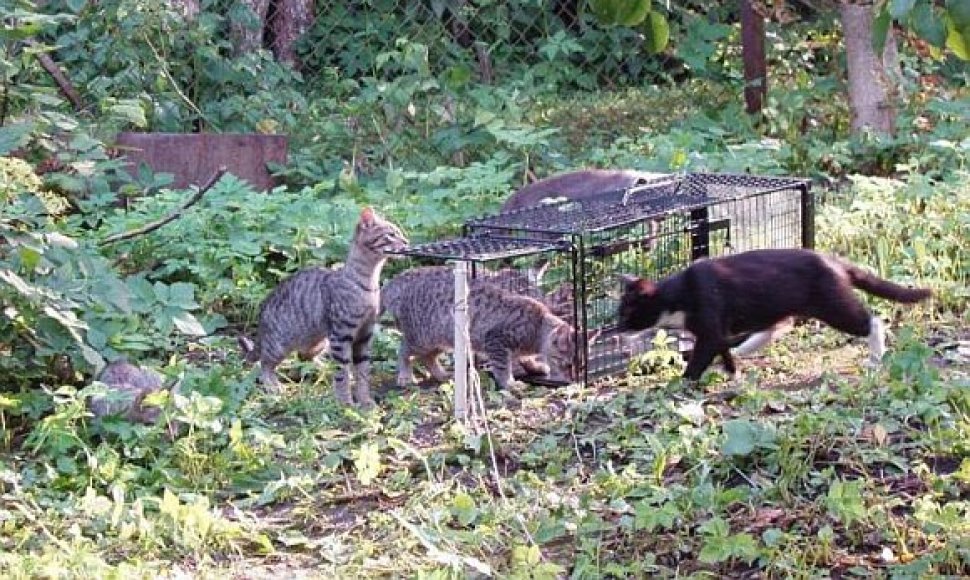 Benamės katės sugaunamos, sterilizuojamos ir paleidžiamos į laisvę.