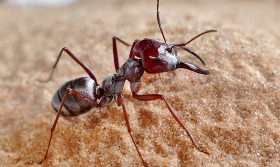 Sidabrinė skruzdė Cataglyphis bombycina