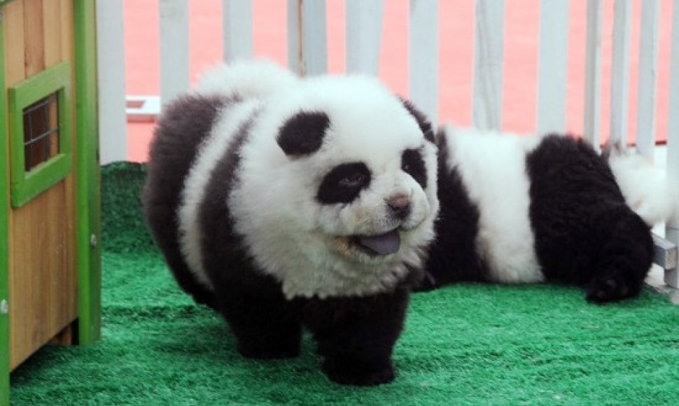 Kinijoje populiarėja į pandas panašūs šuneliai
