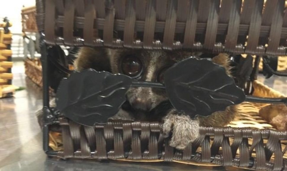 Maskvos oro uoste sulaikyti lemūrai ir beždžionės