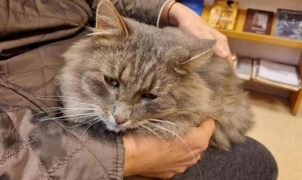 Traupio bendruomenės katinas Pūkis