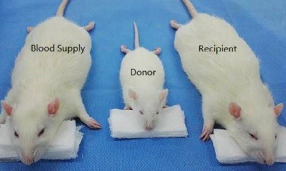 Kaskart žiurkei prisiuvant pelės galvą, kita žiurkė buvo naudojama kaip kraujo donoras