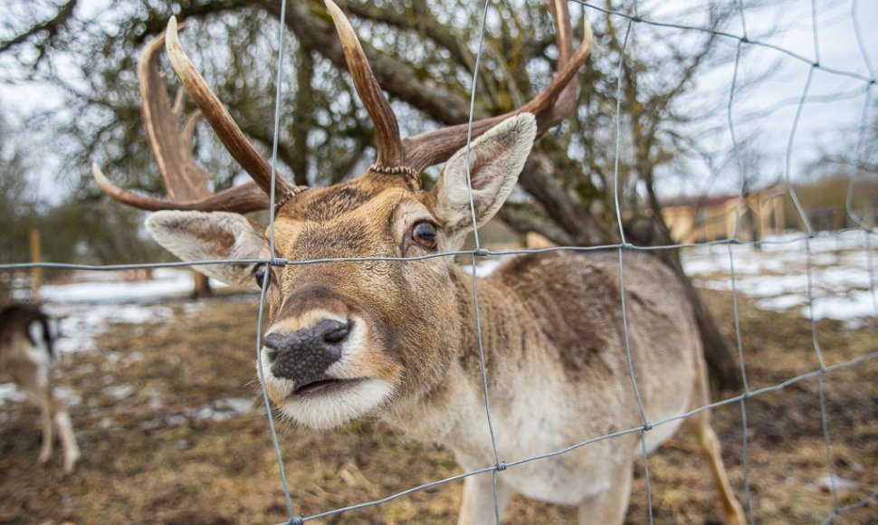 Bistrampolio zoologijos sodas