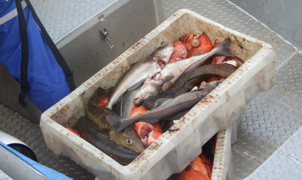 Patiekalai iš riebių jūrinių žuvų – geriausia širdies ir kraujagyslių susirgimų profilaktika         