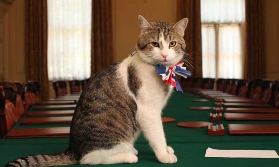 Katinas Larry, dirbantis Jungtinės Karalystės ministrų kabineto „peliautoju“