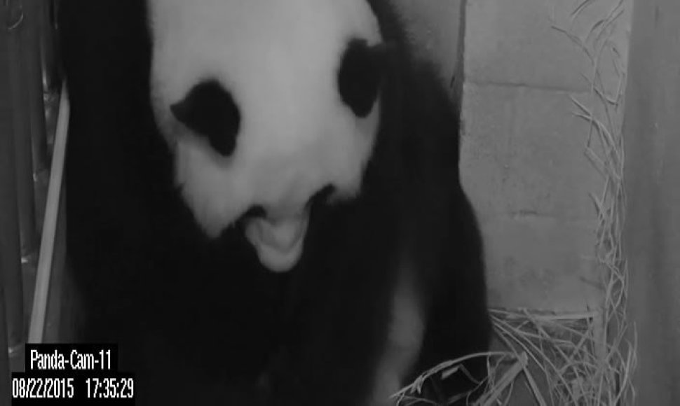 Panda Mei Xiang