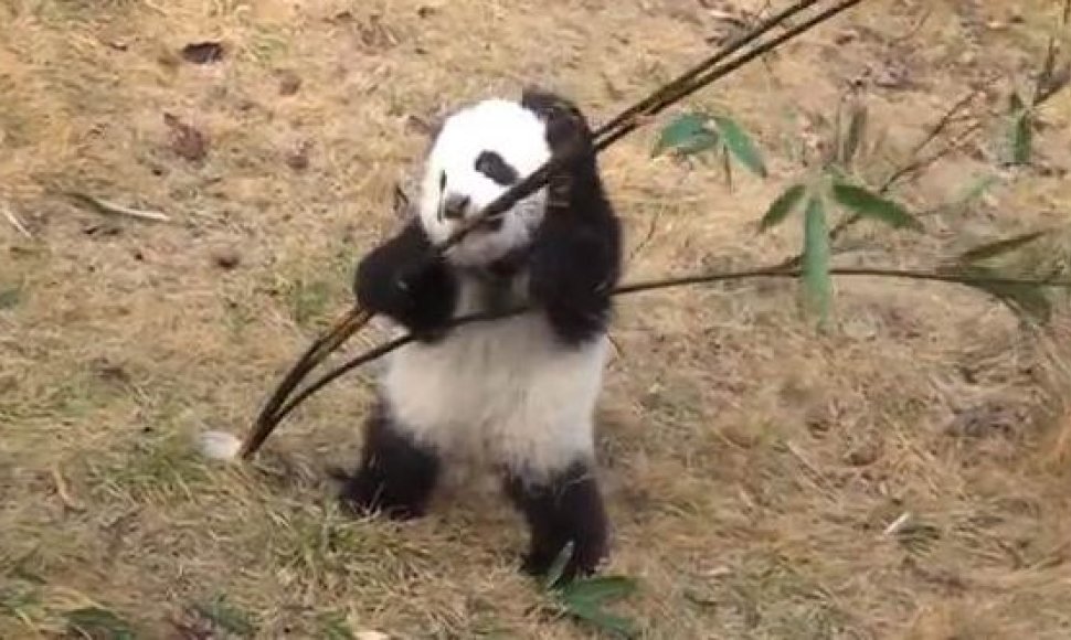 Mažoji panda bando suvalgyti bambuką